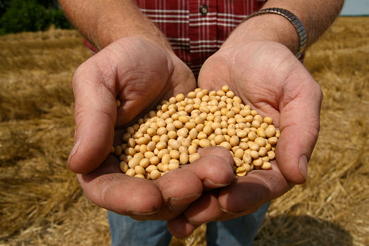 Report States GMO Crops Not Harmful To Humans