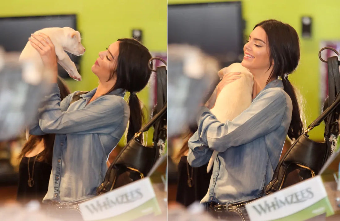 Man Instructs Pit Bull To Attack Cops, Dog Decides To Do Something A Little Different Instead