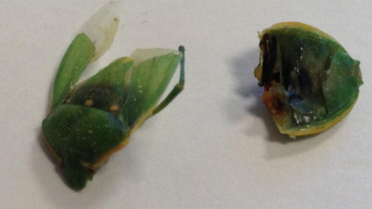 Woman Finds Surprise In Weight Watchers Meal (Photo)